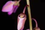 Scalloped milkwort